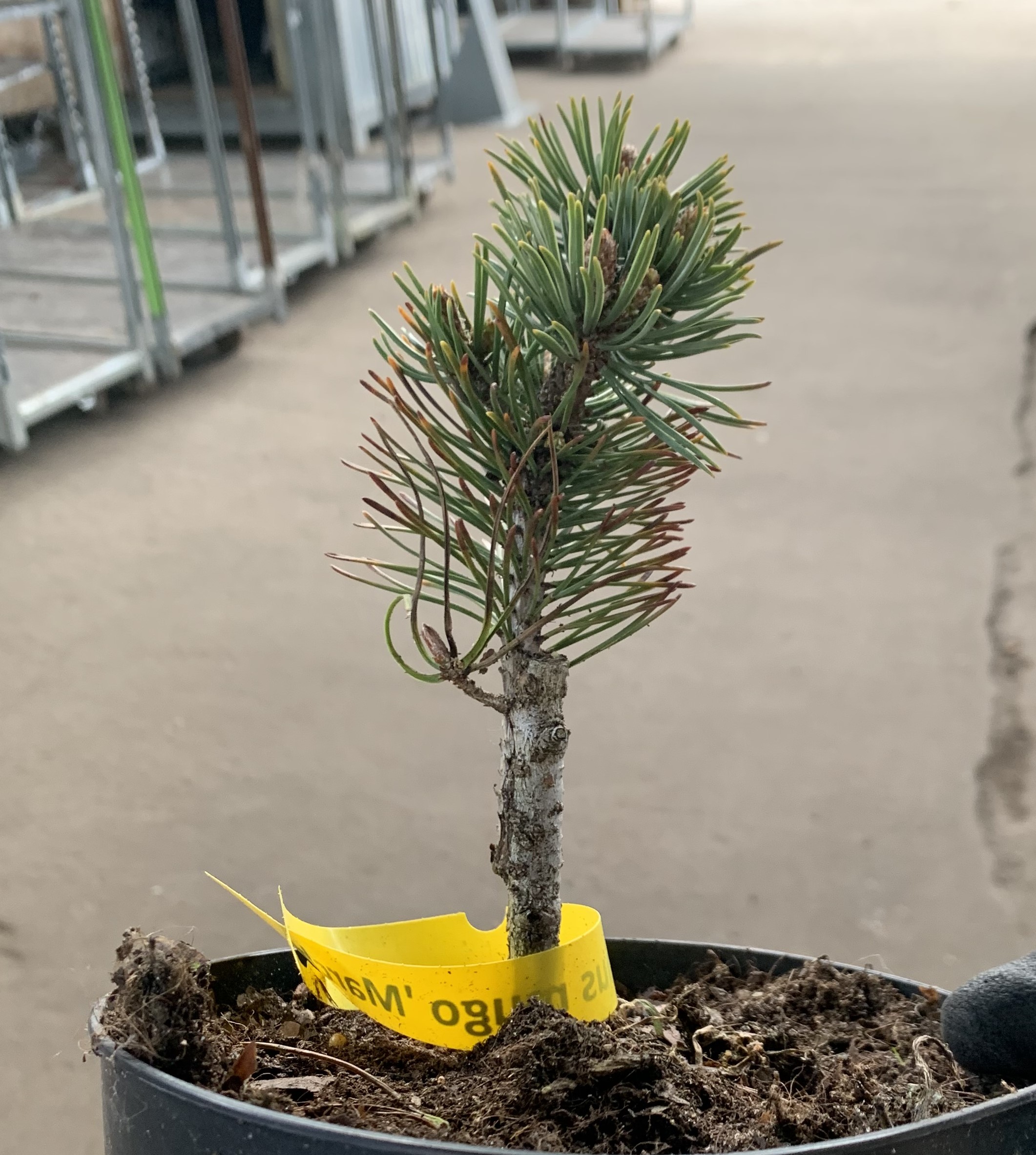 Сосна горная Марч